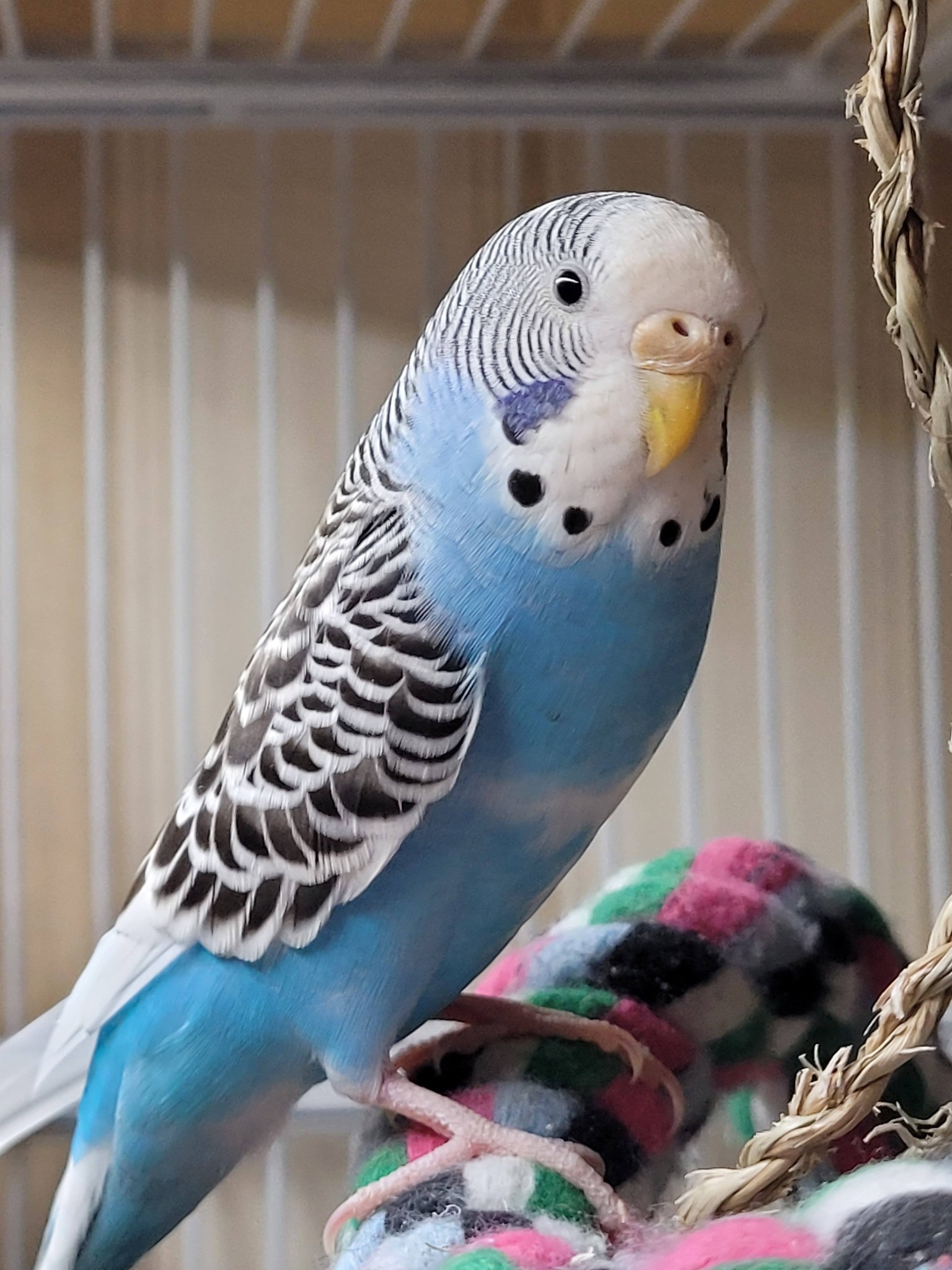 Healthy budgie at UK breeder Paradise Pets