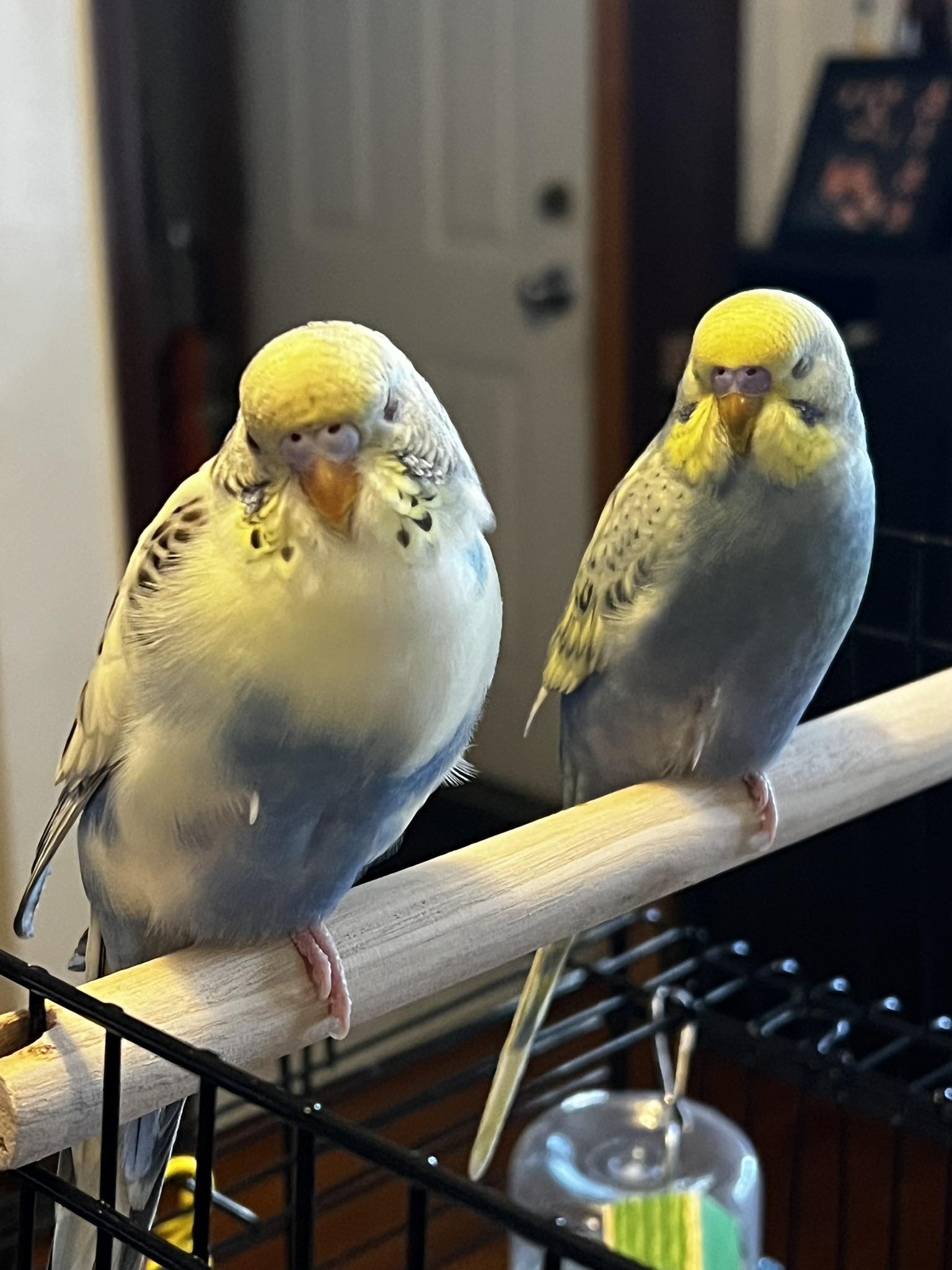 Healthy budgie compared to sick budgie showing visible differences
