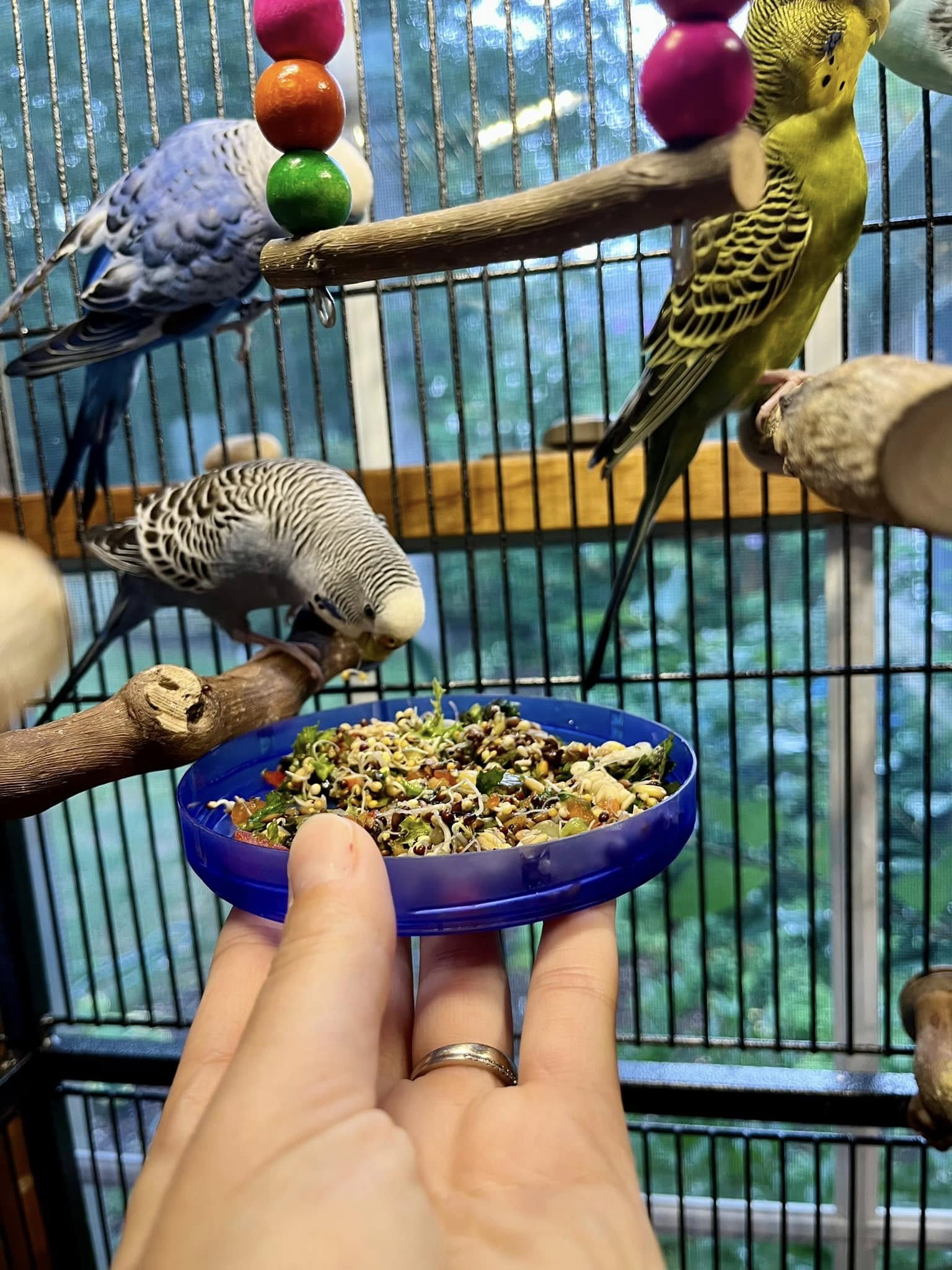 Healthy budgie diet with pellets seeds and fresh greens