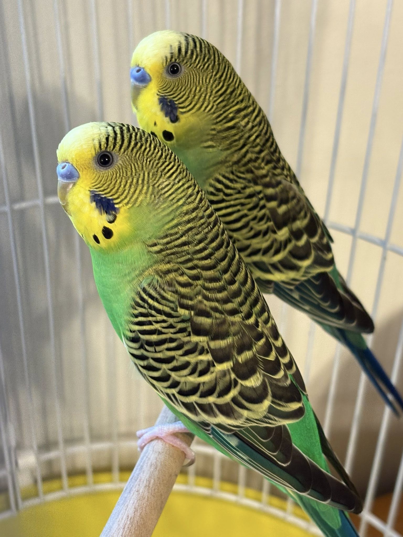 Healthy budgie in a well kept cage in a UK home showing good care for long lifespan