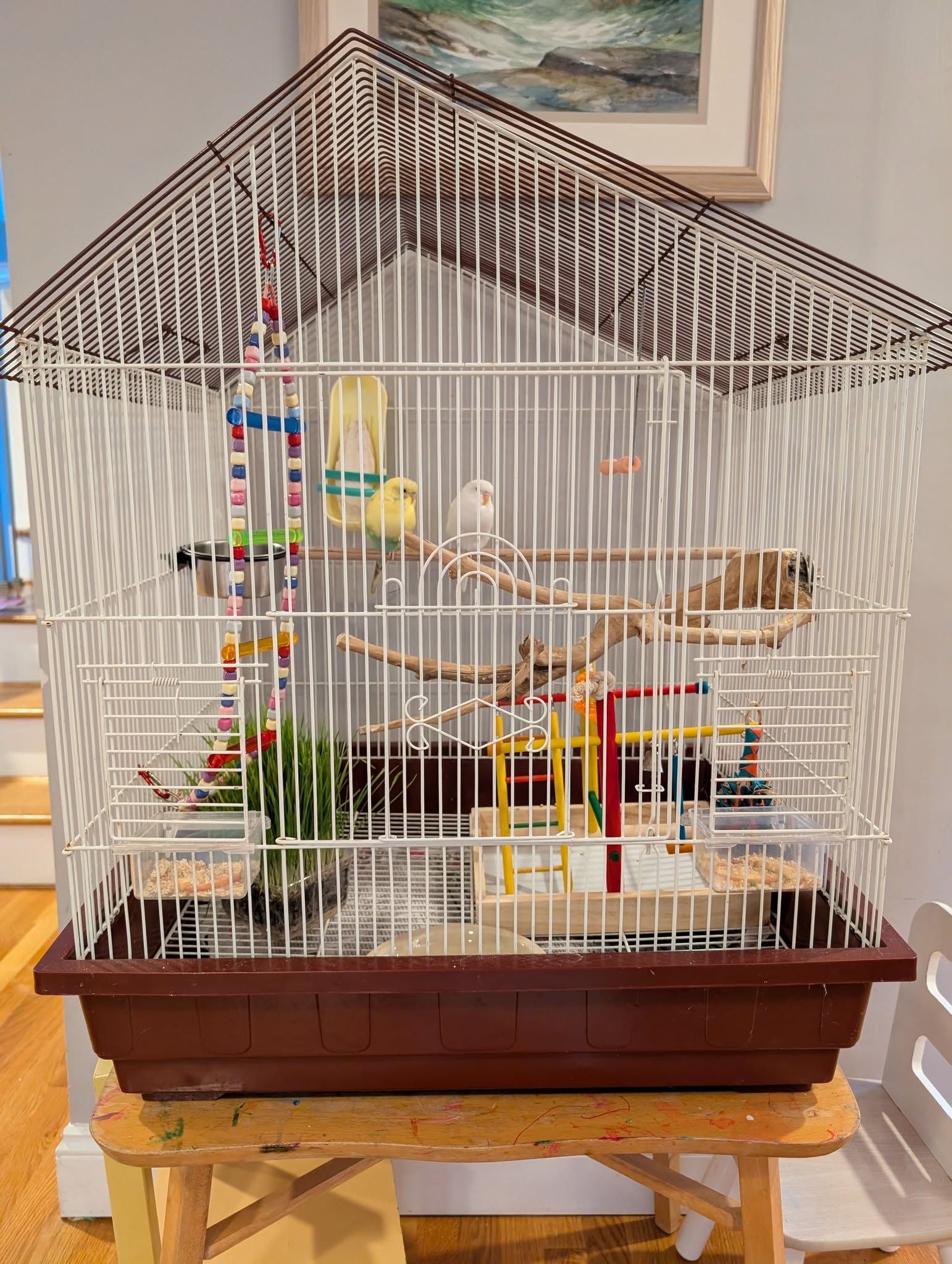 Healthy budgie in clean safe UK home cage proper setup