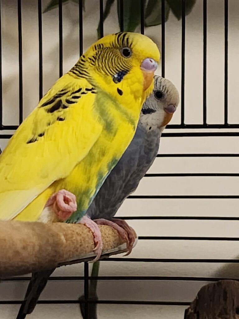 Healthy budgie on varied natural perches UK proper setup