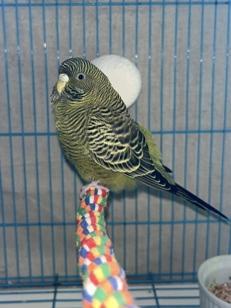 Content budgie relaxing on perch one leg tucked UK home