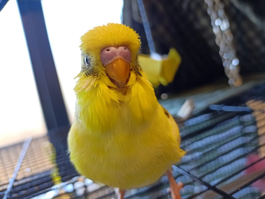 Healthy budgie on varied natural perches UK proper setup