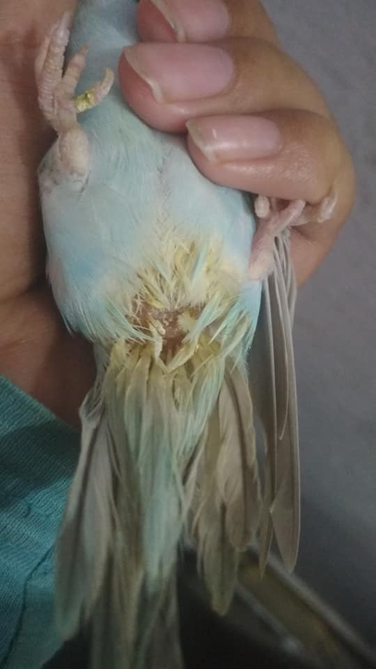 Healthy budgie producing normal droppings on cage paper