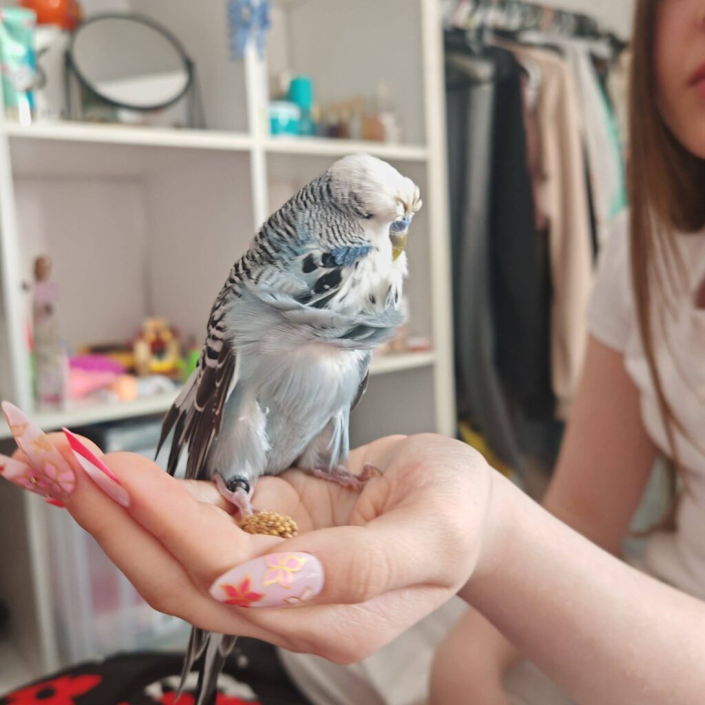 Healthy budgie sleek feathers bright eyes alert UK posture