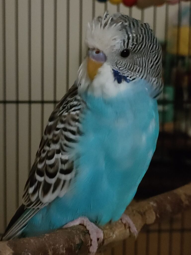 Healthy budgie with clean feathers comfortable UK home