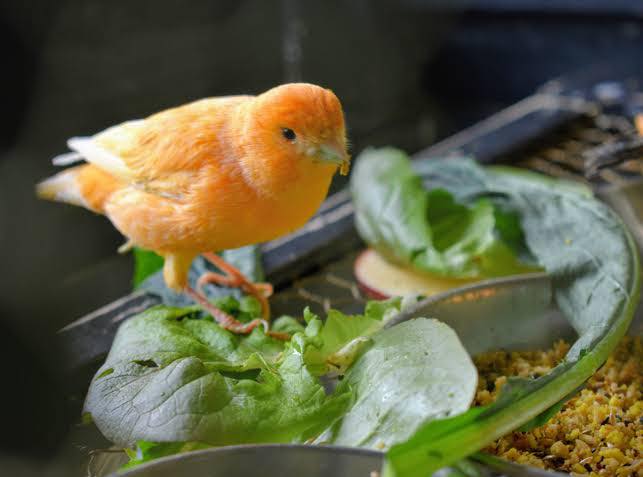 Healthy canary diet seeds greens egg food UK owner