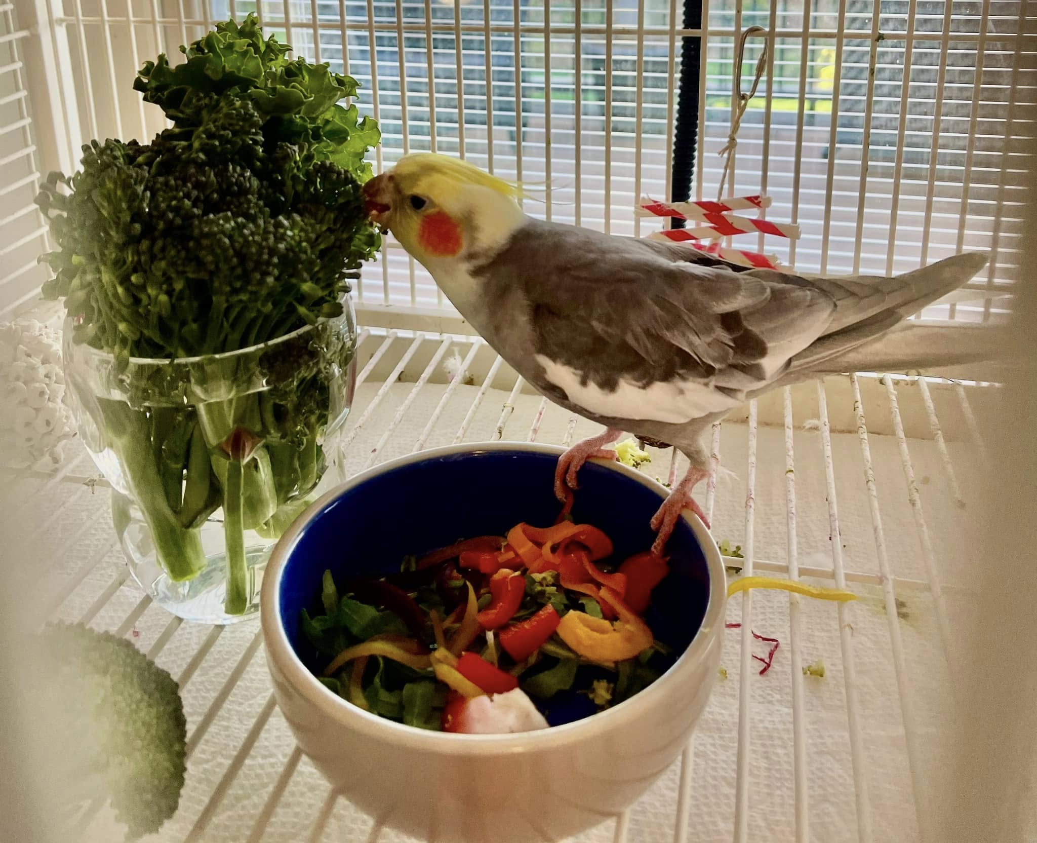 Healthy cockatiel diet pellets vegetables greens UK owner