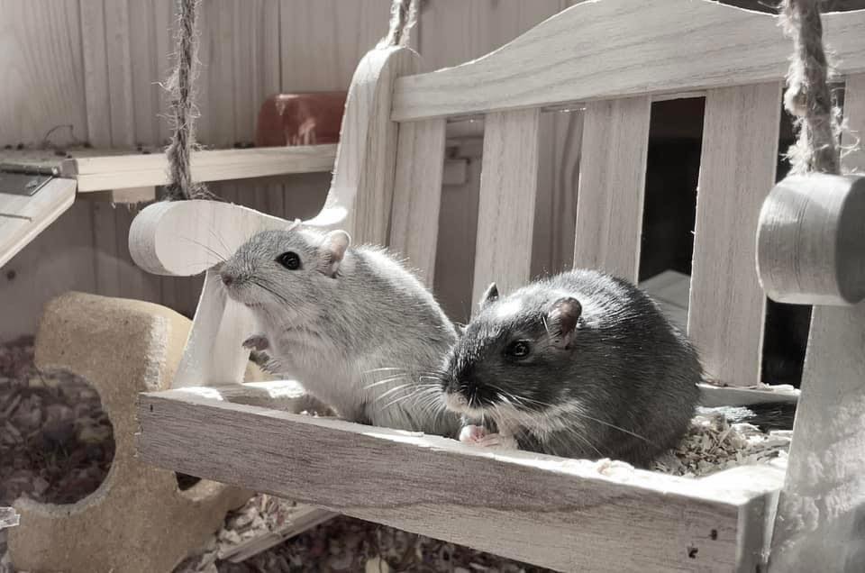 Healthy gerbil pair active in enclosure Paradise Pets Swindon UK