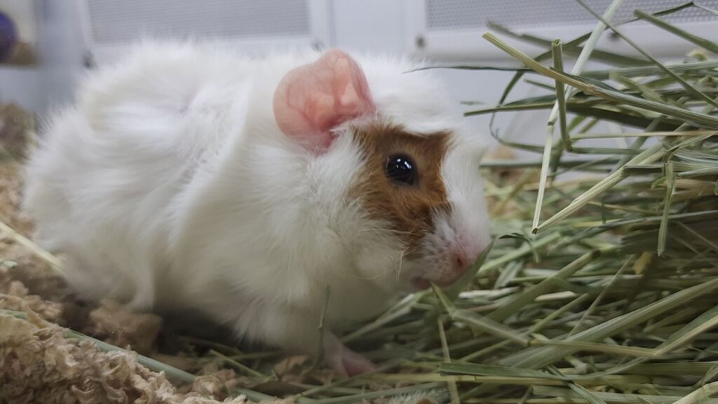 Healthy guinea pig eating hay continuously UK home cage 