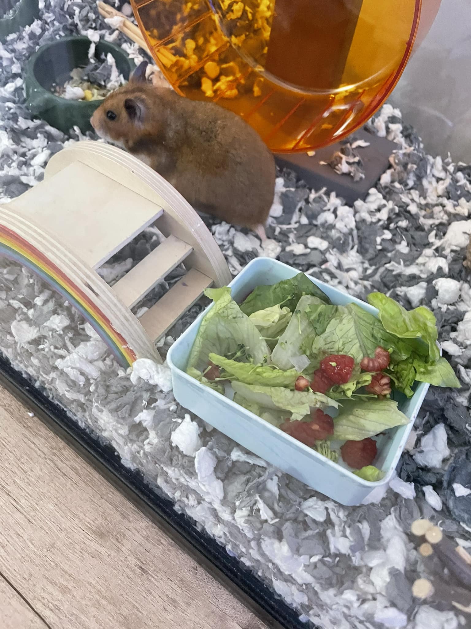 Healthy hamster diet with seeds vegetables and fresh foods