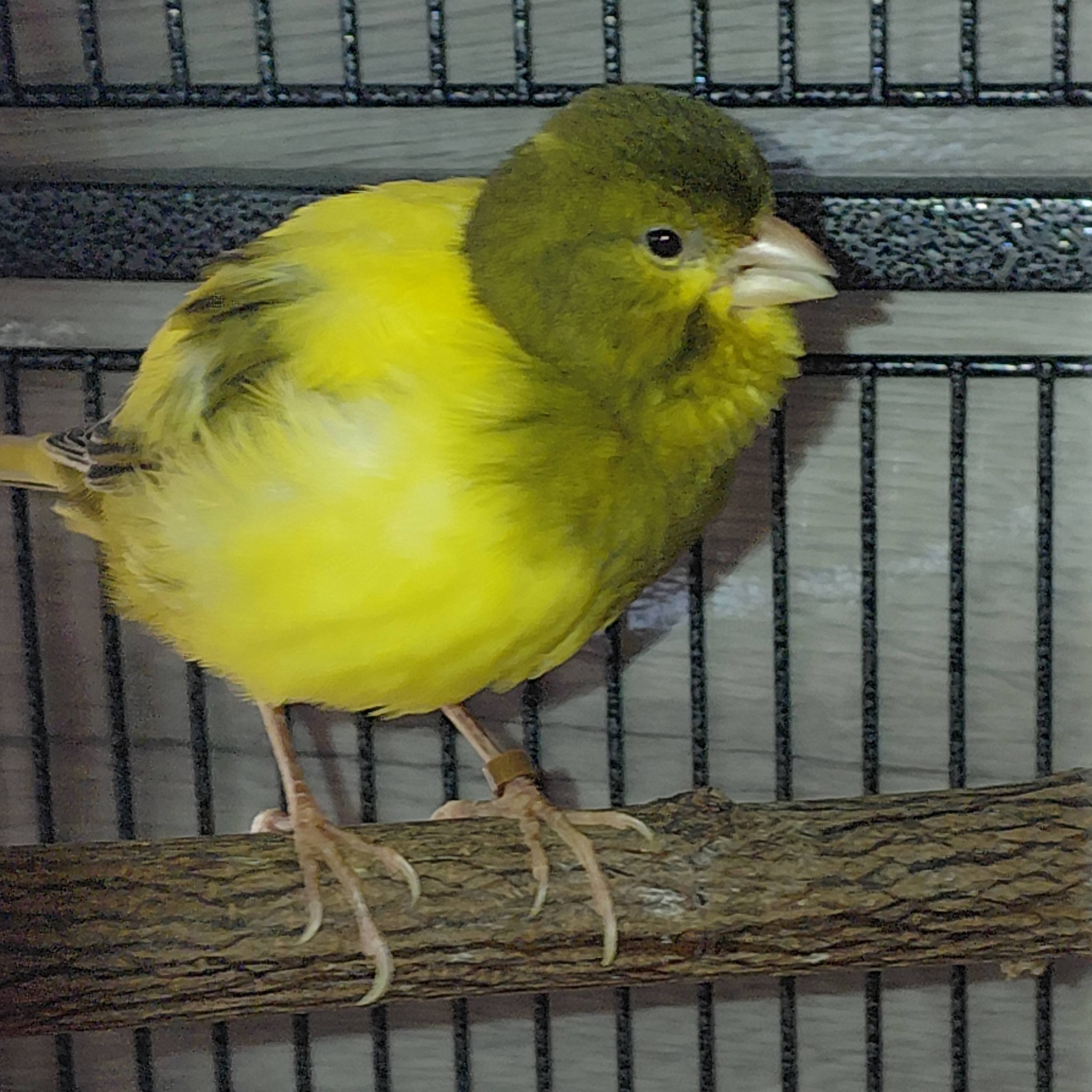 Healthy male canary singing in well maintained UK home cage