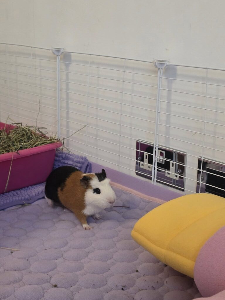 Healthy pair of guinea pigs in clean safe UK home setup