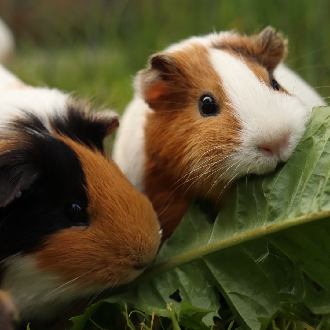 Healthy pair of guinea pigs in properly sized UK hutch