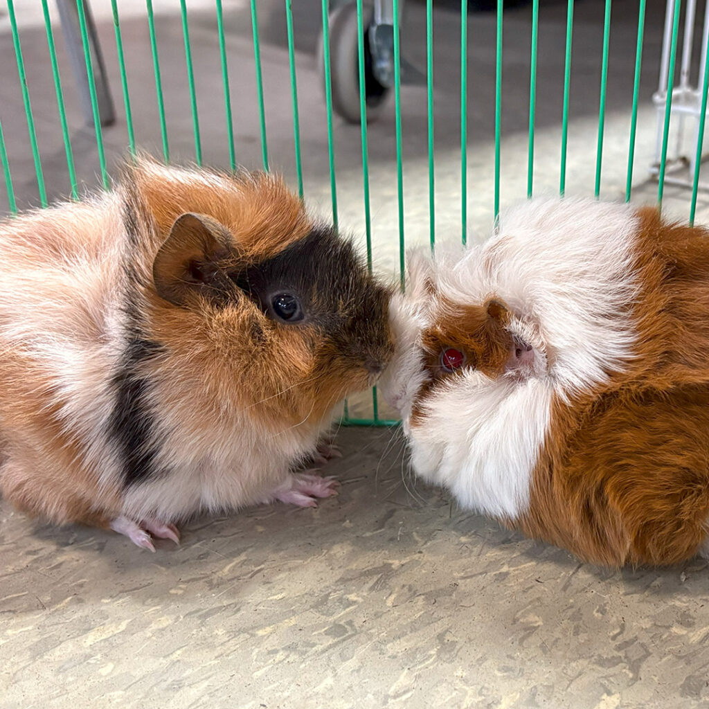 Healthy pair of guinea pigs with unlimited hay UK setup 