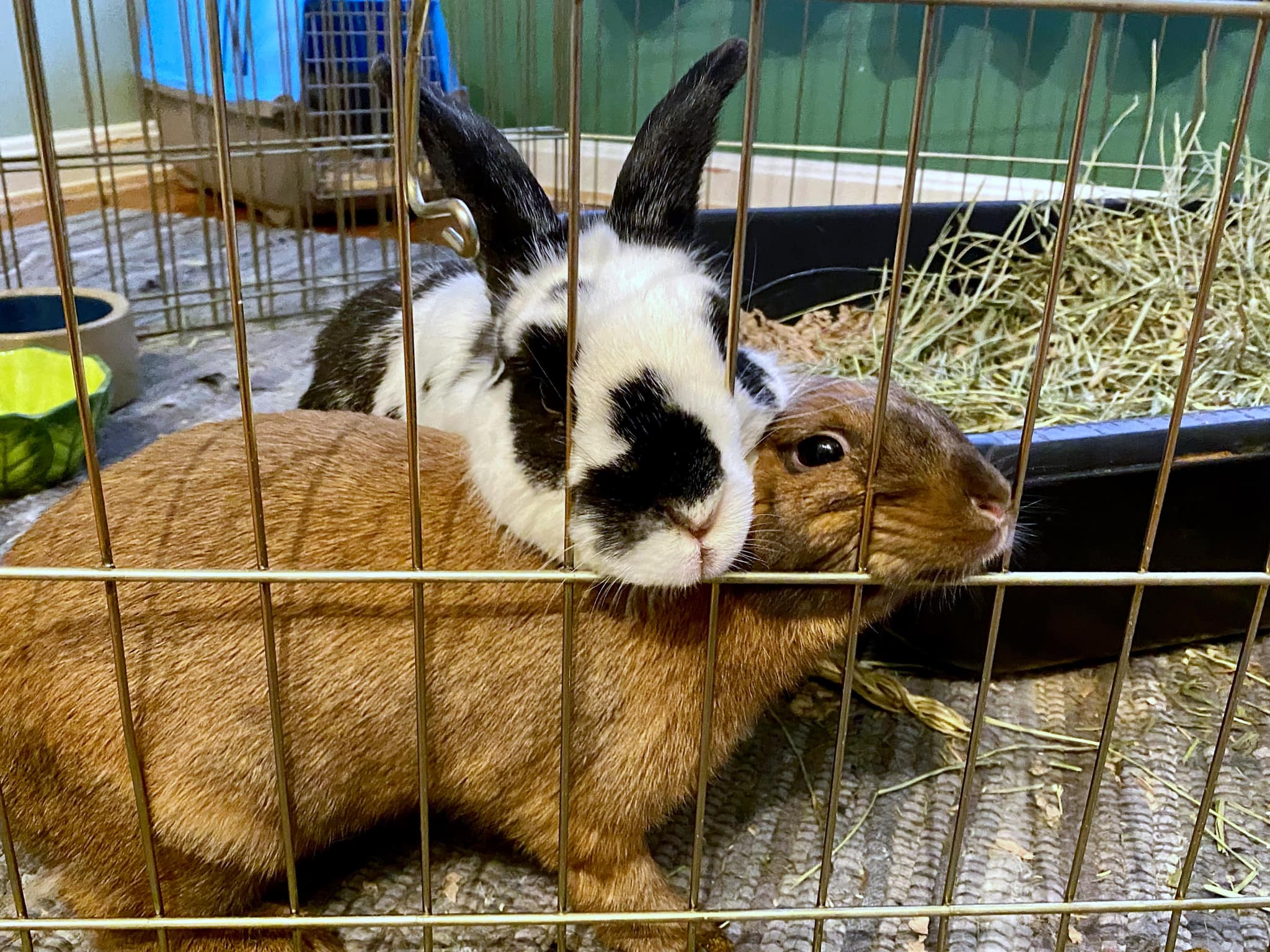 Healthy pair of rabbits bonded in properly sized UK hutch