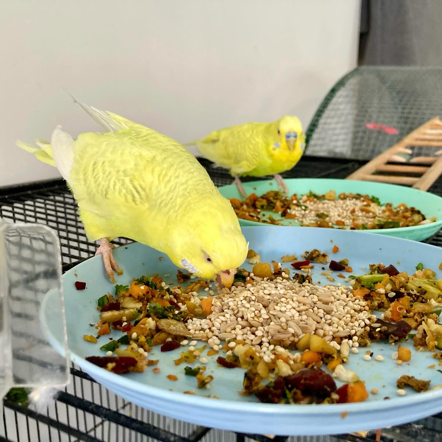 Healthy pet bird with proper diet vegetables UK cage