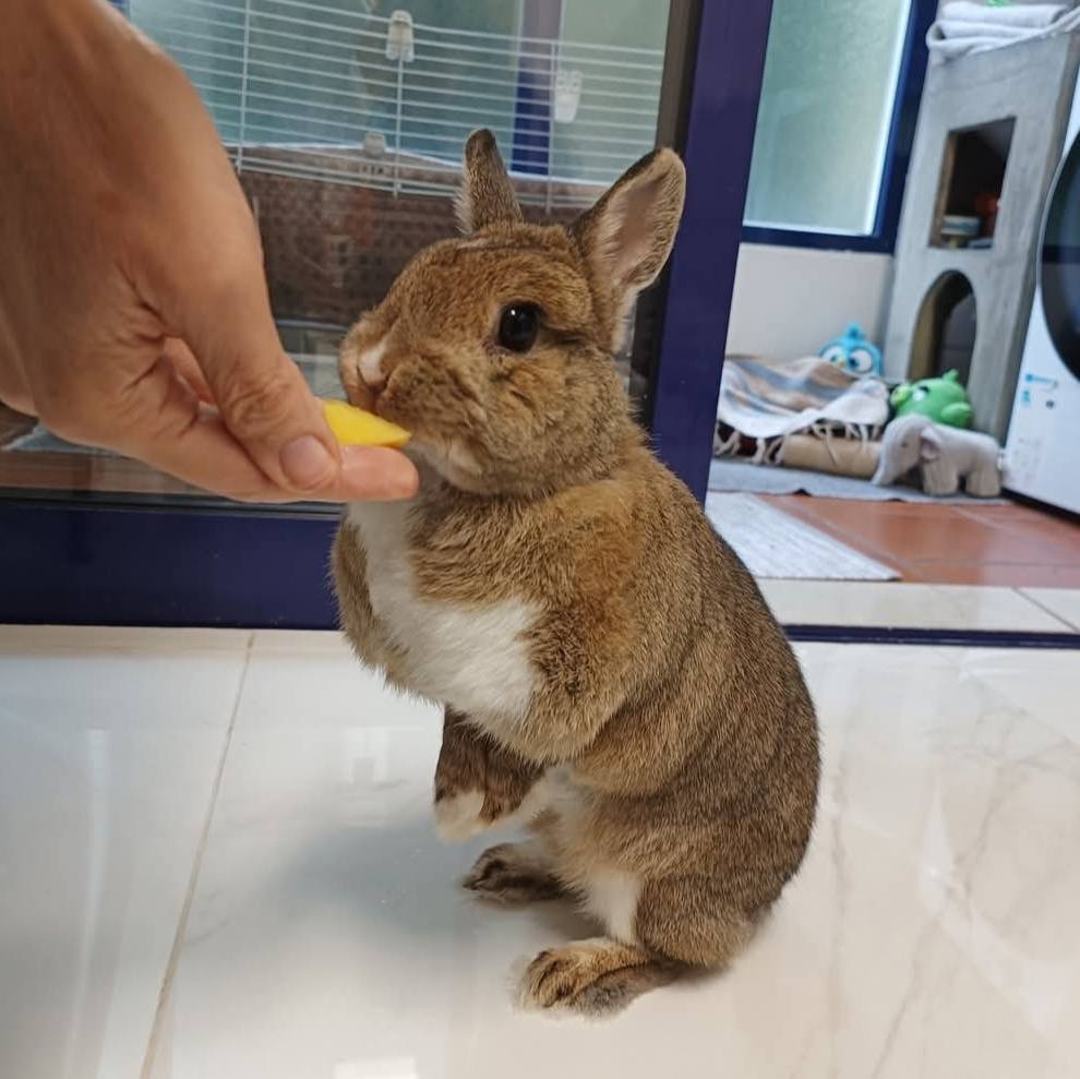 Healthy rabbit Paradise Pets Swindon