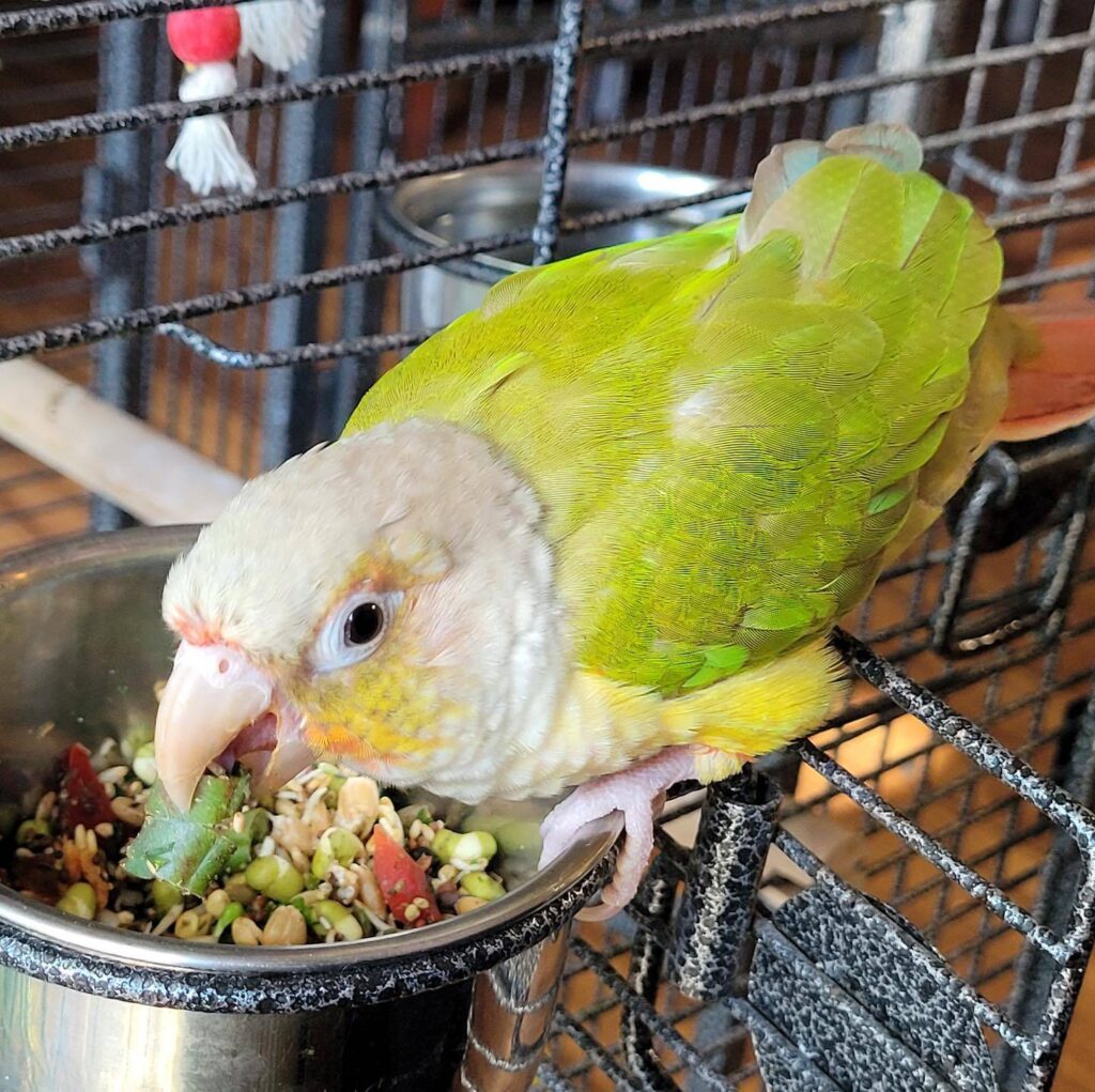 Healthy varied budgie diet UK pellets vegetables seeds