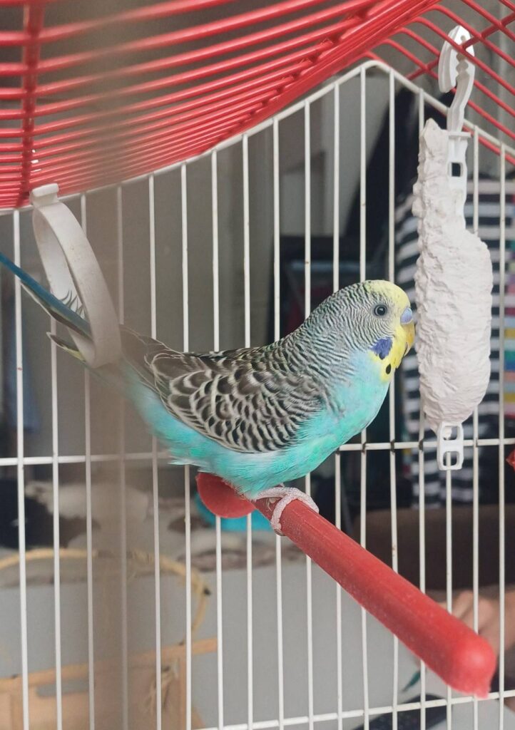 Hot budgie panting wings held away cooling UK summer 
