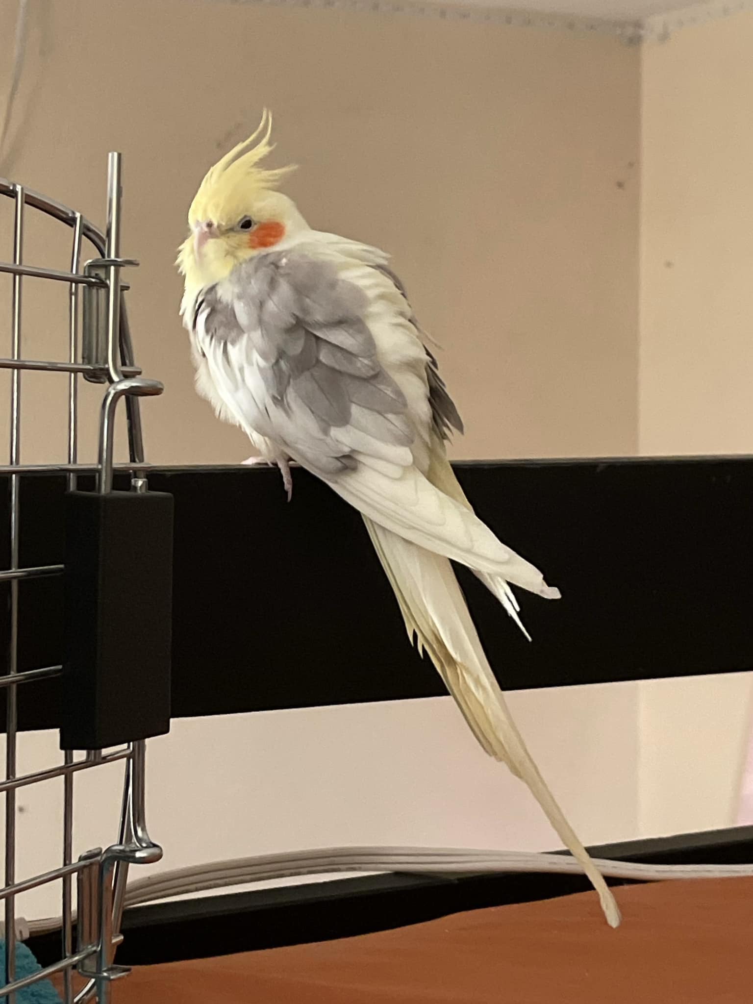 Household items toxic to cockatiels in UK home