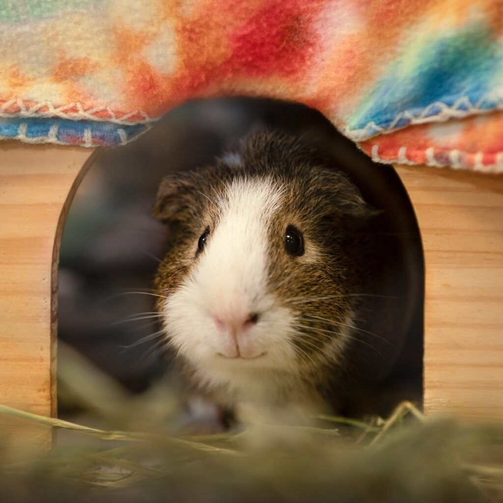 Hunched guinea pig gut stasis signs UK vet emergency 