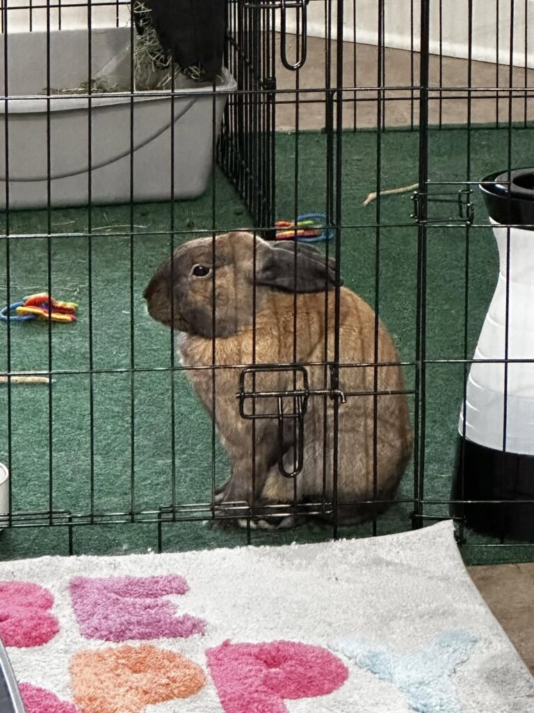 Hunched rabbit showing signs of pain illness UK signs