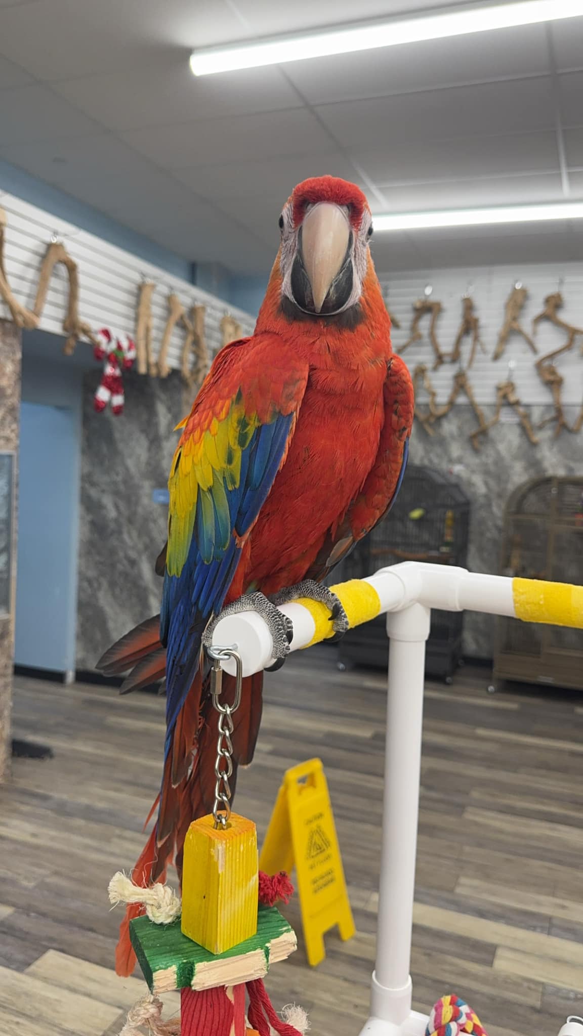 Large parrot long lifespan decades commitment UK pet