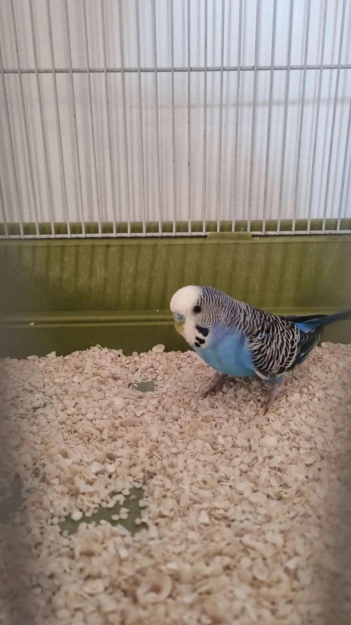 Lone budgie seeking attention from owner UK
