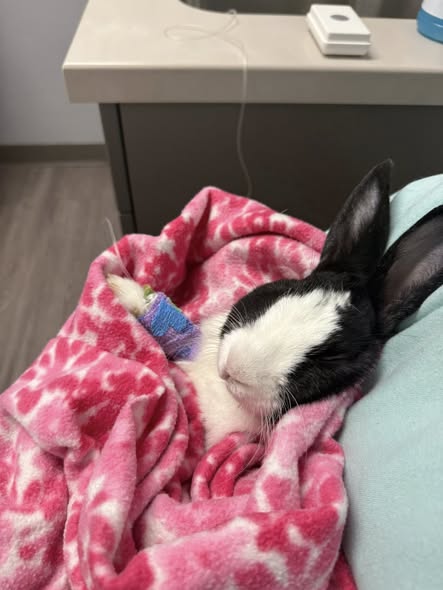 Lone grieving rabbit after loss of bonded companion