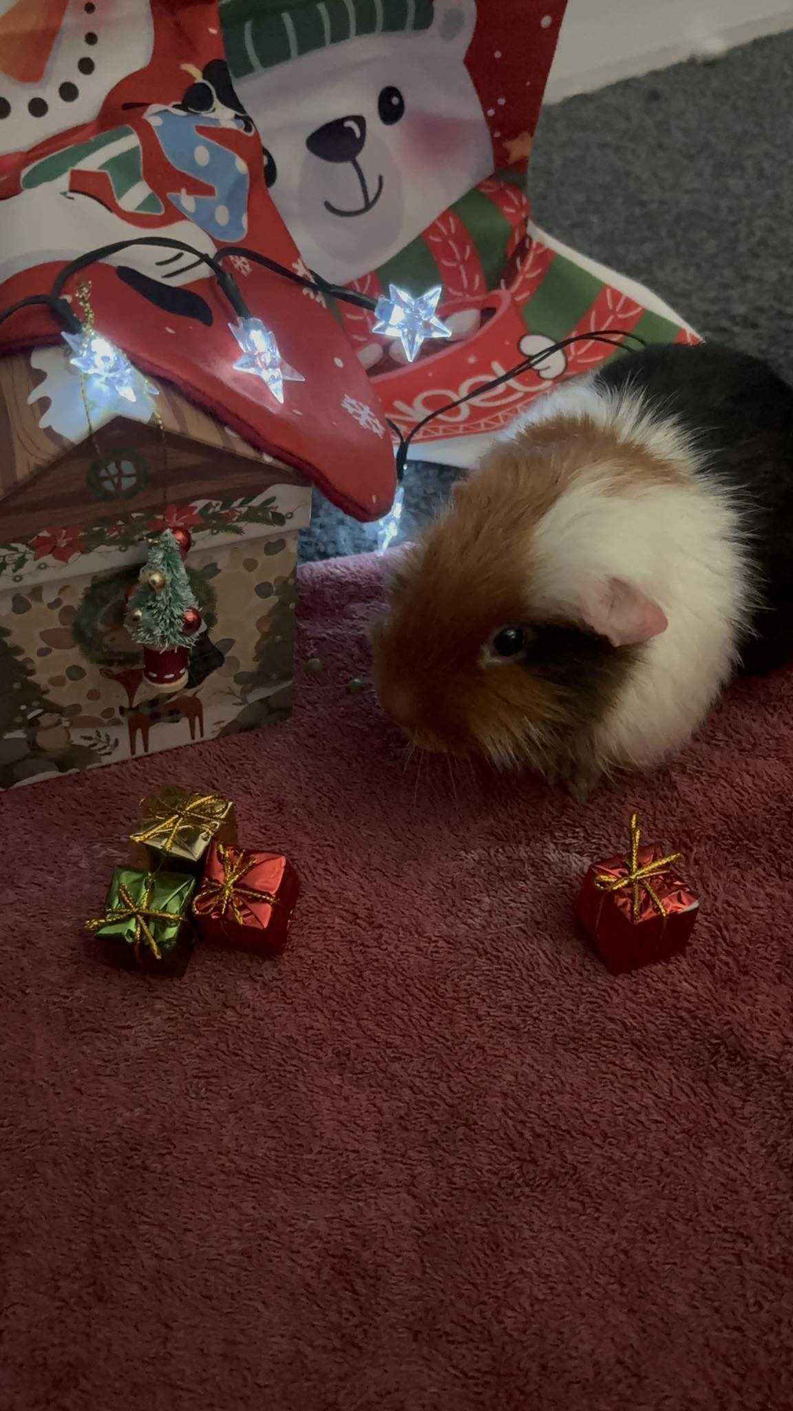 Lone guinea pig grieving after loss of bonded companion