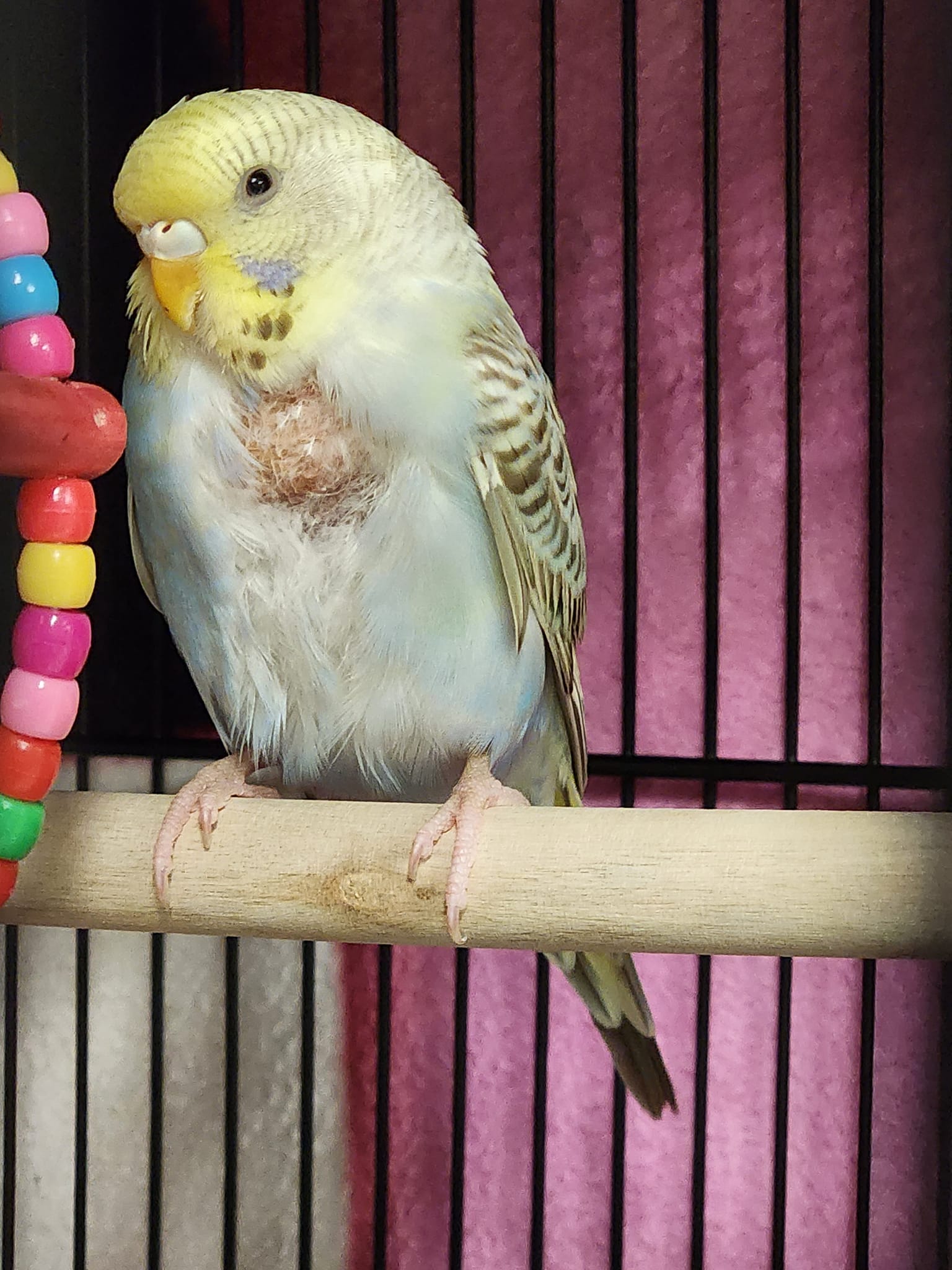 Lonely budgie sitting alone in cage showing signs of low mood