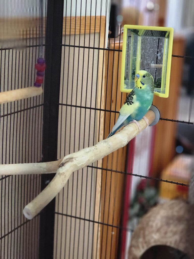 Lonely single budgie sitting still on perch