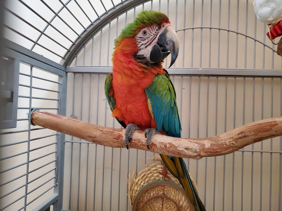 Long-lived pet bird commitment years UK owner guide