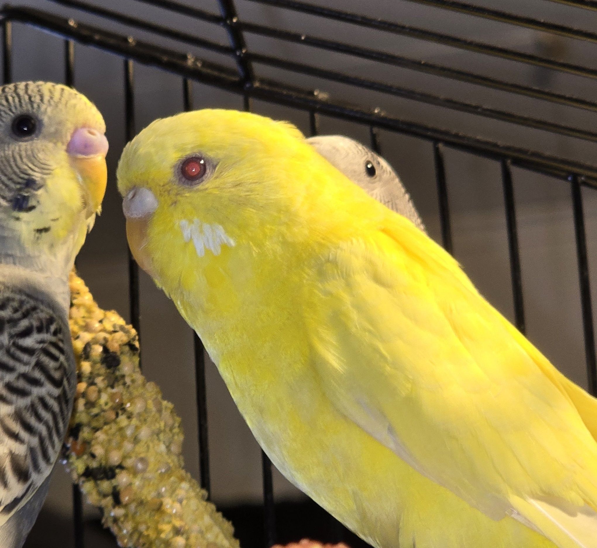 Lutino budgie with natural red eyes normal UK pet variety
