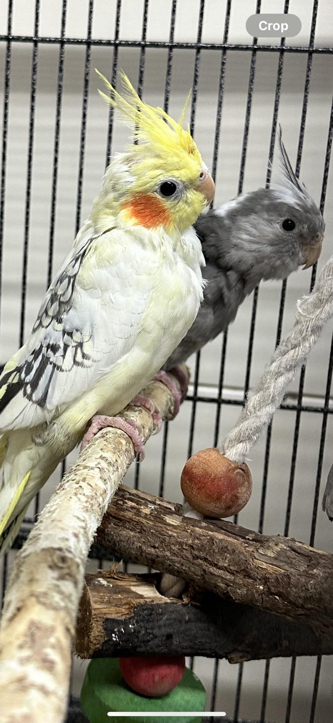 Male and female budgies at Paradise Pets Swindon pet shop