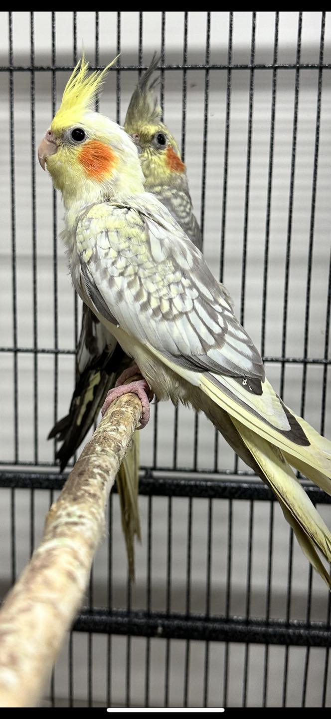 Male budgie blue cere at Paradise Pets Swindon