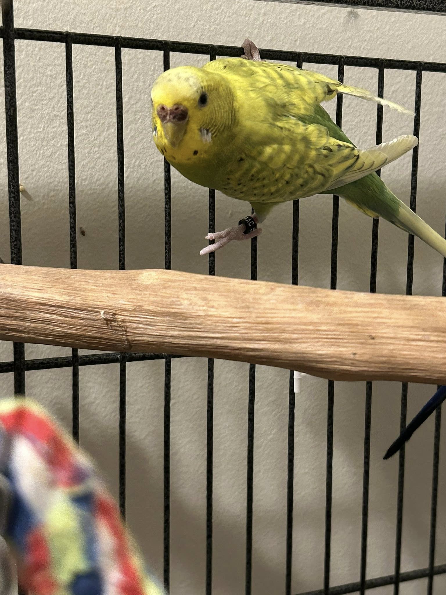 Male budgie spring courtship display seasonal