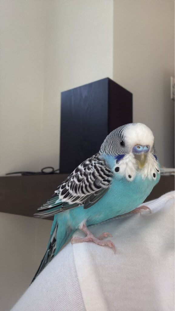 Male budgie with blue cere singing on perch