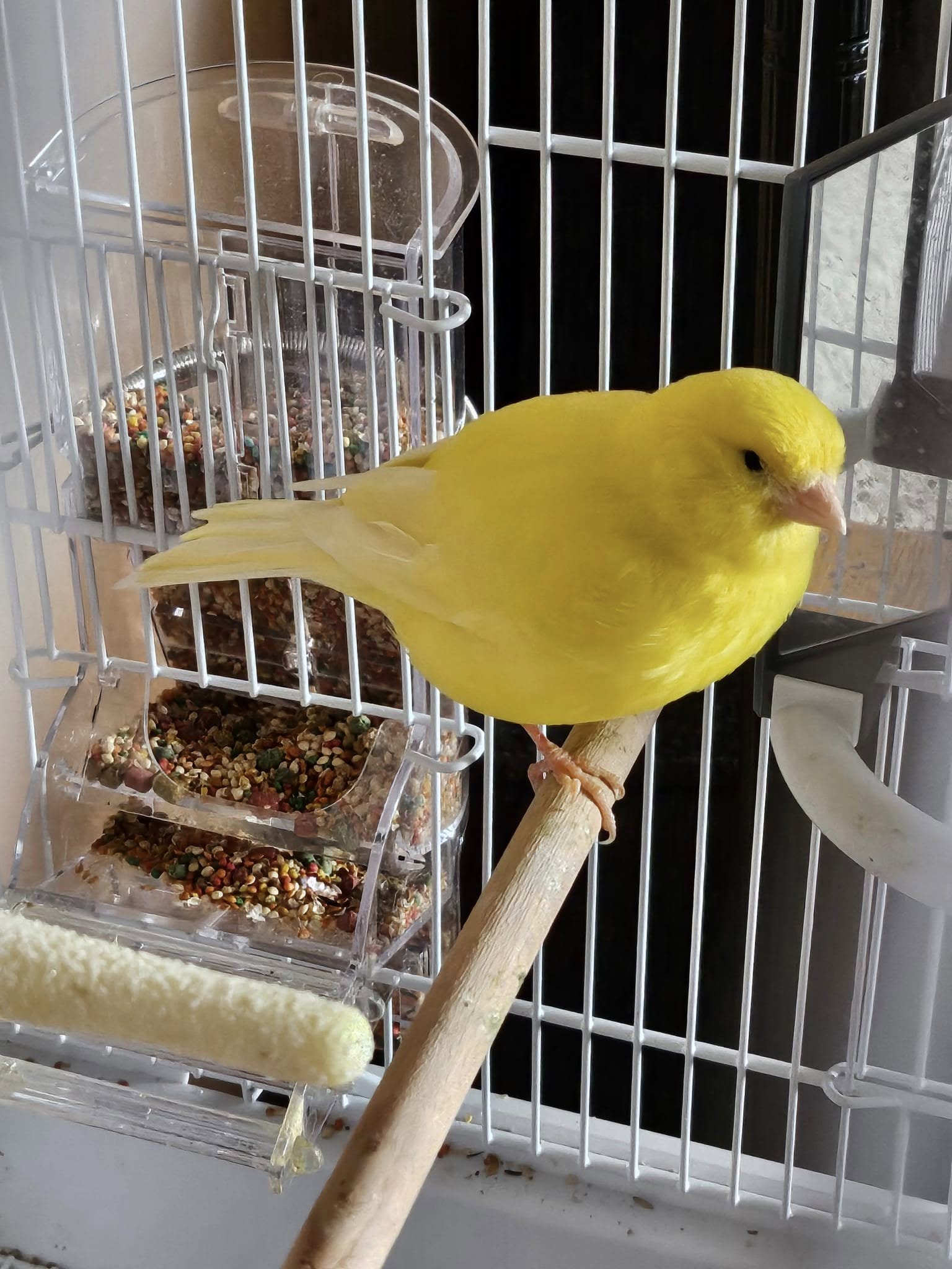  Male canary identification UK pet owner guide singing