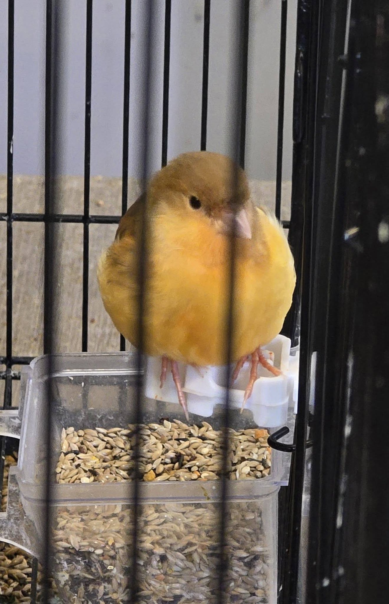 Male canary singing with open beak in UK home cage