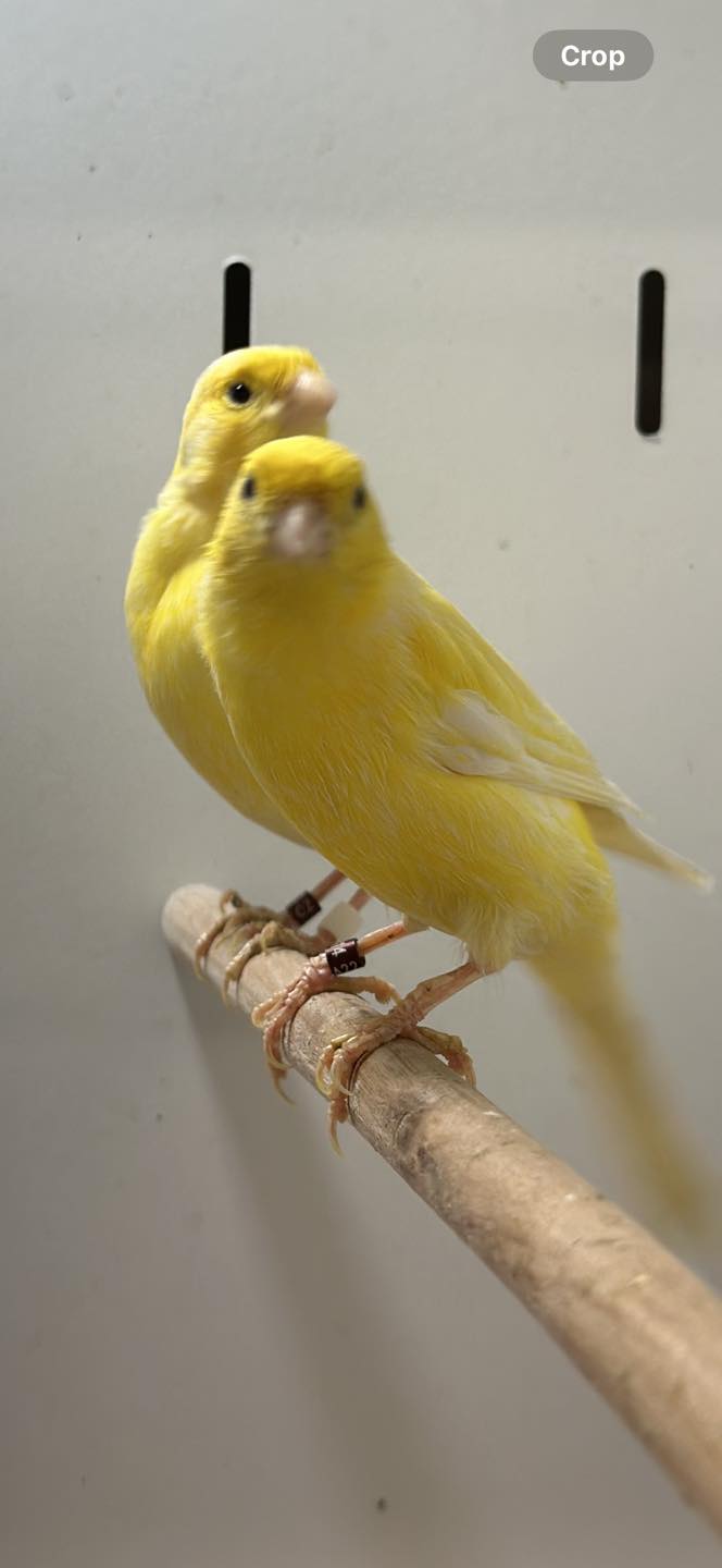 Male canary singing with open beak on perch