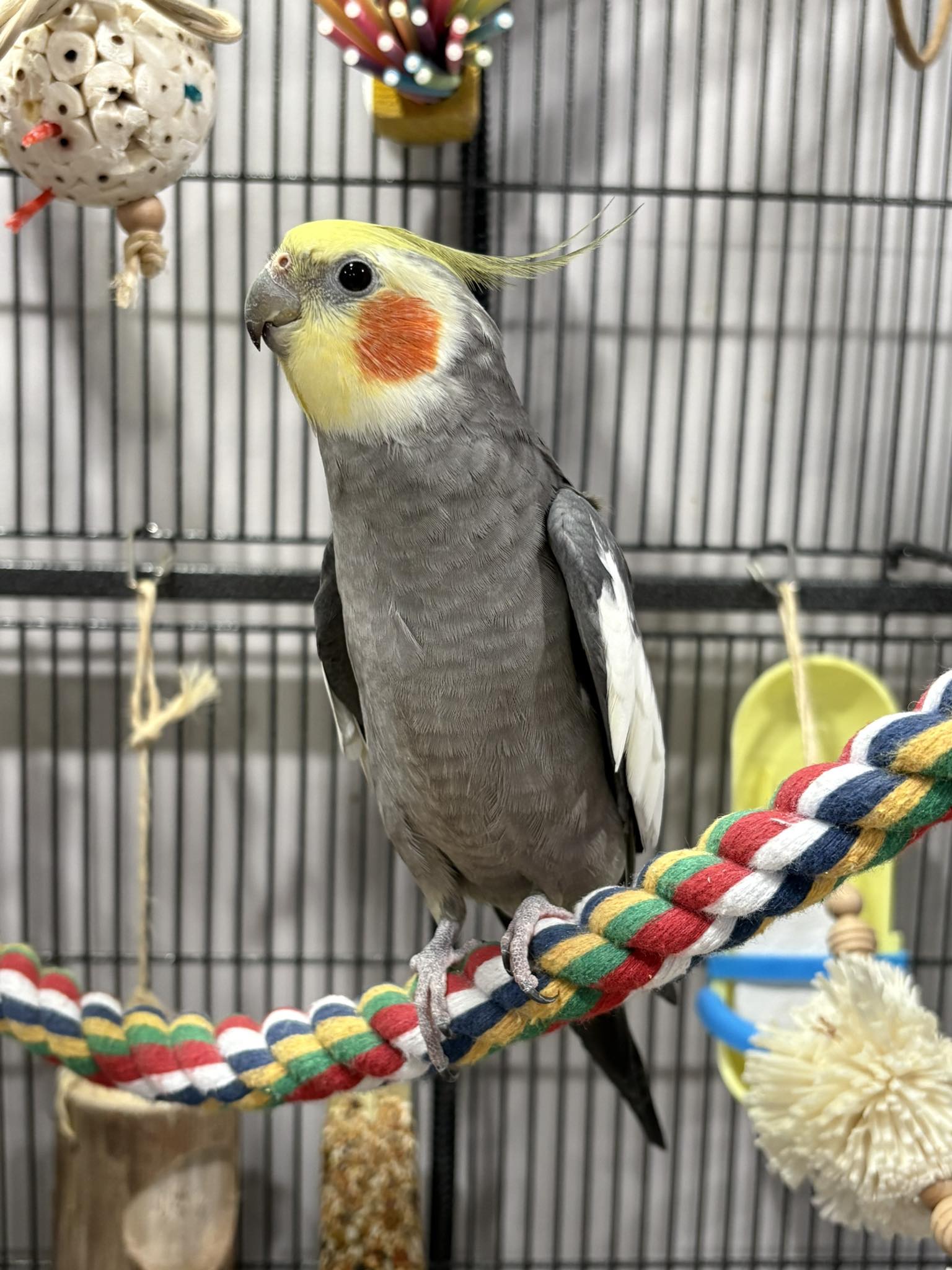 Male cockatiel singing with open beak on perch