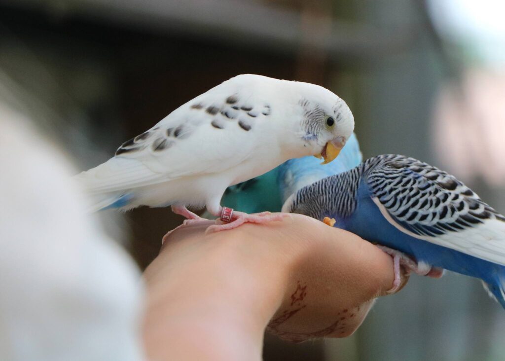 Male female budgie cere close up UK