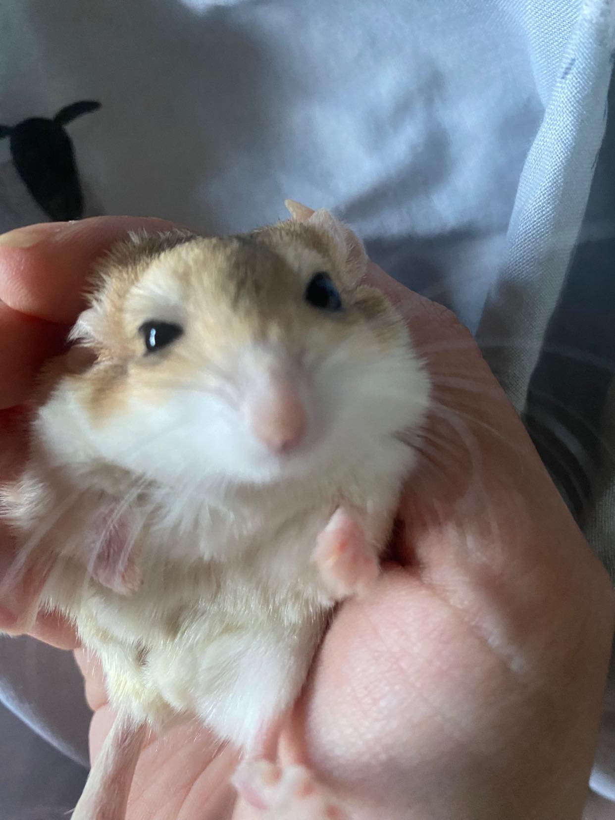 Mongolian gerbil close up face Paradise Pets Swindon