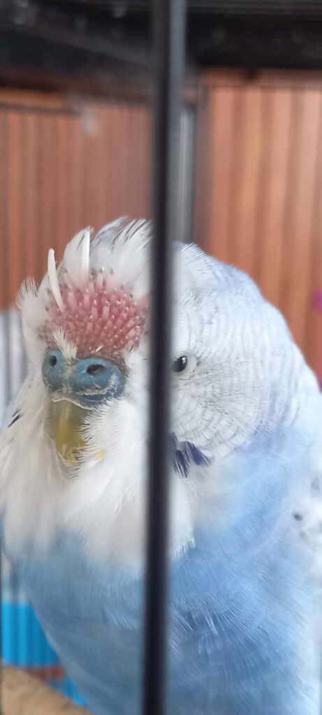Moulting budgie with pin feathers coming through UK