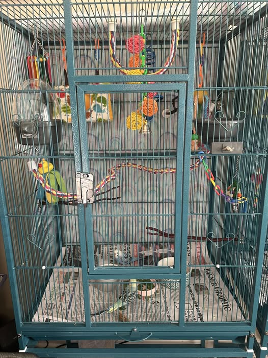 Natural wood perches in budgie cage