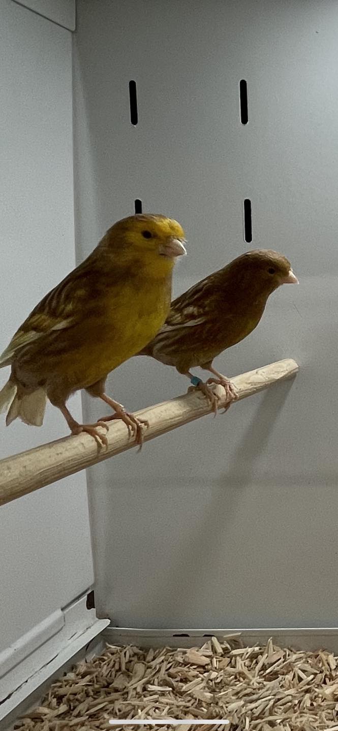 Natural wooden perches of varying thickness for canary cage