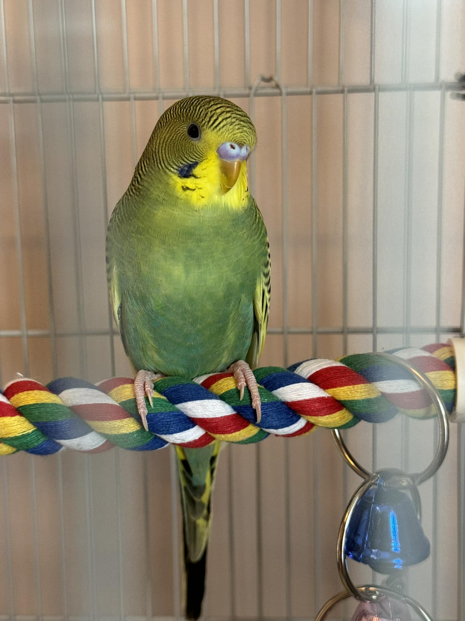 New budgie settling into its cage in a UK home